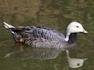 Emperor Goose (WWT Slimbridge May 2013) - pic by Nigel Key